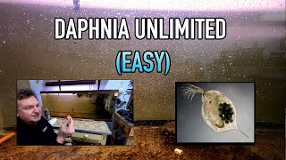 How I Raise Daphnia Water Fleas And You Can Too [upl. by Leunamnauj]