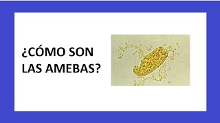 Las AMEBAS  Microbiología [upl. by Esilrac226]