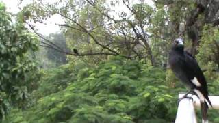 Currawong song [upl. by Ecirehs]