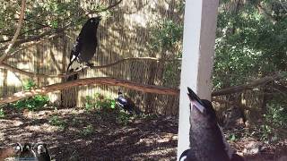 Magpie amp Currawong Duet [upl. by Dalton951]