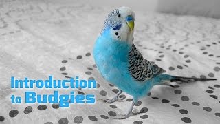 Introduction to Budgies  Budgerigars  Parakeets [upl. by Aitetel]