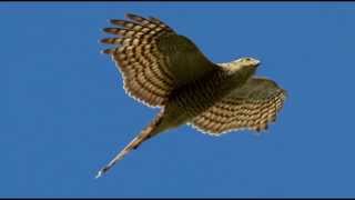 Sparrowhawk Bird Call Bird Song [upl. by Anitnamaid]