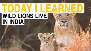 TIL Wild Lions Live in India  Today I Learned [upl. by Enaasiali962]