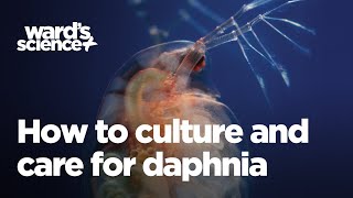 Caring and Culturing for Daphnia [upl. by Syned]