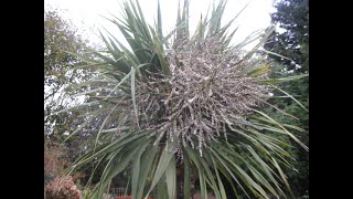 How to grow your own Cordyline Palm trees from seeds  step 1 collecting seeds [upl. by Anar567]