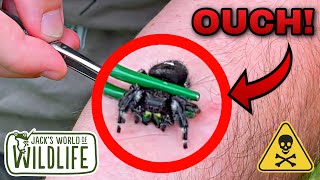 JUMPING Spider BITE ARE They DANGEROUS [upl. by Sahc312]