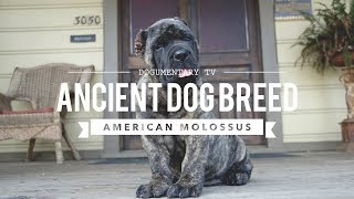 AMERICAN MOLOSSUS A RECREATION OF AN ANCIENT DOG BREED [upl. by Afas]