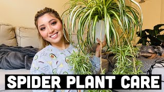 HOW TO PROPAGATE SPIDER PLANTS  SPIDER PLANT CARE [upl. by Majka]