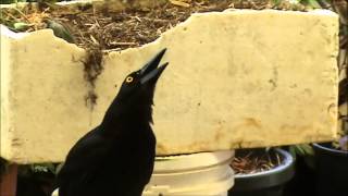 Magnificent AUSTRALIAN CURRAWONG CALL [upl. by Tiffanie]