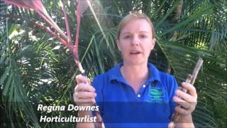 How to Prune your Cordyline rubra [upl. by Aivat]