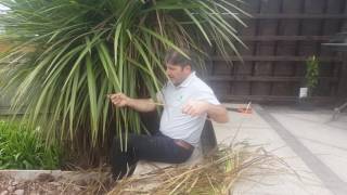 How To Prune a Cordyline Australis Like a Pro [upl. by Atinnek]