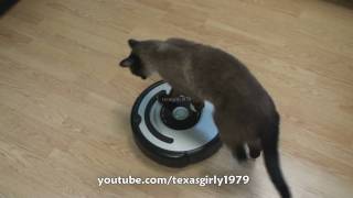 Cat shows HOW TO use iRobot Roomba Vacuum [upl. by Aicek]