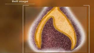 Tooth Development and Eruption 3D Animation [upl. by Gustave]