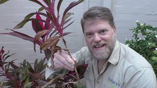 How To Grow a Cordyline From Cuttings and Growing Tips [upl. by Nonah]