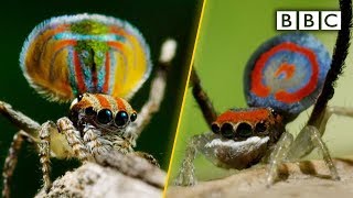 Peacock spiders dance for your life  BBC [upl. by Arlana]