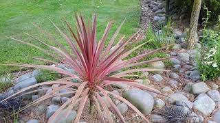 Ep8This weeks feature plant Cordylines [upl. by Lilly]