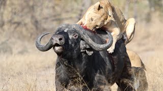 3 Lions Bring Down Buffalo In Epic Battle Not For Sensitive Viewers [upl. by Orson70]