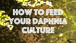 How To Feed Your Daphnia Culture [upl. by Albertson]