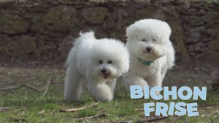 Bichon Frise Dog Breed 101 [upl. by Aitam]