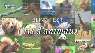 BLIND TEST  Cris danimaux [upl. by Kassey23]