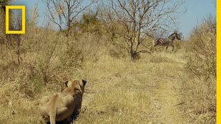 Lions Hunt Zebra  Savage Kingdom [upl. by Alomeda376]