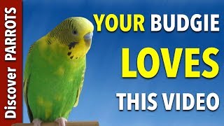 Your Budgie LOVES this Video  Discover PARROTS [upl. by Teece]