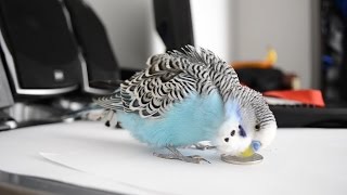 8 hours Budgie sounds  Talking to 1KM [upl. by Weigle]