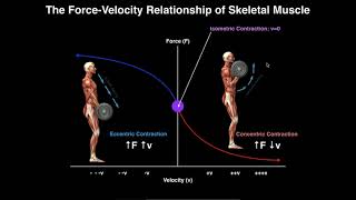 Exercise Physiology  Skeletal Muscle ForceVelocity Relationship [upl. by Leong]