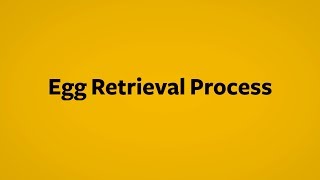 IVF Explained How the egg retrieval process works [upl. by Airdnaxela367]