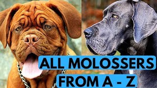 All Molosser Dog Breeds List from A to Z [upl. by Otrebliw]