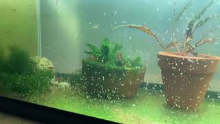 Daphnia Culturing Snails or no snails [upl. by Oriane543]