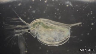 Daphnia magna under the Microscope [upl. by Marla]