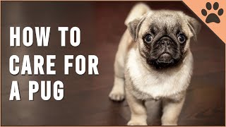 How To Care For A Pug  Dog World [upl. by Ahsieym461]