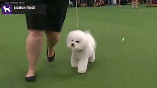 Bichons Frises  Breed Judging 2020 [upl. by Coreen64]