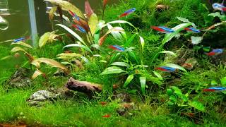 Neon tetra and harlequin rasbora planted aquarium [upl. by Arnelle636]