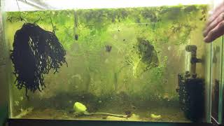 Scuds Daphnia Cherry Shrimp Copepods My aquatic food culture [upl. by Rtoip]