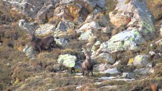 Caccia allo Stambecco in val Calanca Ibex Hunting [upl. by Ingaborg]