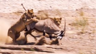 Two Lions Take on Oryx  Natural World Desert Lions  BBC Earth [upl. by Dewar]