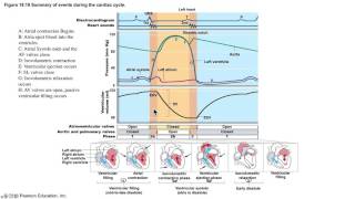 The Cardiac Cycle Demystified [upl. by Nuhs]