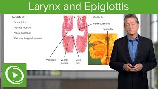 Larynx and Epiglottis – Respiratory Histology  Lecturio [upl. by Odranreb]