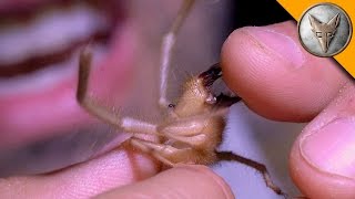 Ahhh Camel Spider Chews My Finger [upl. by Anyak956]