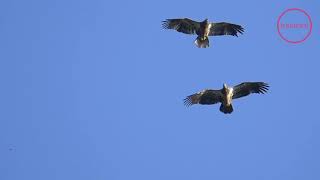 Eagles Spiral Courtship [upl. by London]