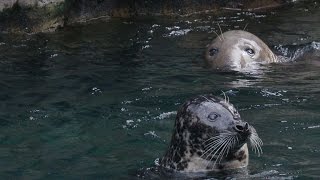 How Are Seals Different from Sea Lions [upl. by Eardnaed]