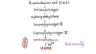 Heme Synthesis Pathway — Biochemistry and Hematology [upl. by Niatsirk903]