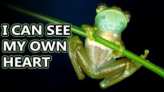 Glass Frog facts watch their hearts beat  Animal Fact Files [upl. by Anivel]