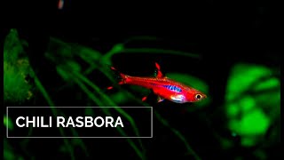 Chili Rasbora  Mosquito Rasbora  Boraras Brigittae [upl. by Adgam62]