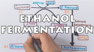 Ethanol Fermentation  Process of Alcohol Formation [upl. by Ikila]