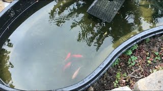 How To Breed Your Goldfish Pond Method [upl. by Alvera463]