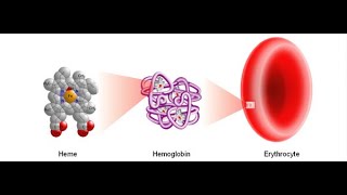 Biochemistry  HEME and PORPHYRIN synthesis [upl. by Leesa16]