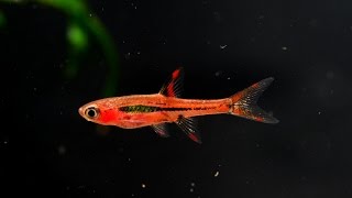 The Chili Rasbora Boraras brigittae Species Spotlight [upl. by Aenneea382]